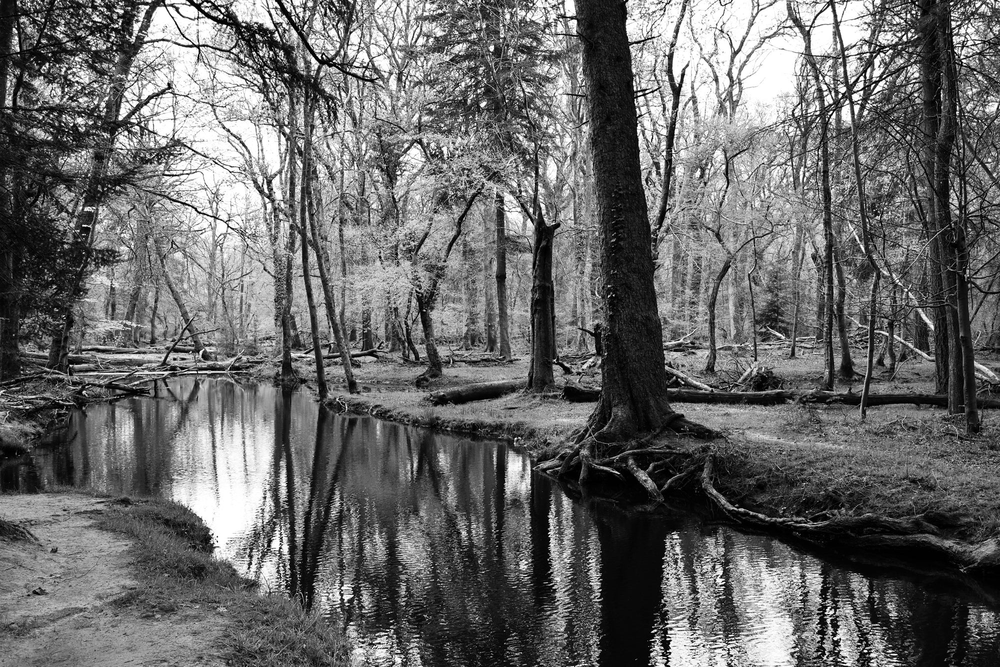 Antiquis Cogitationibus