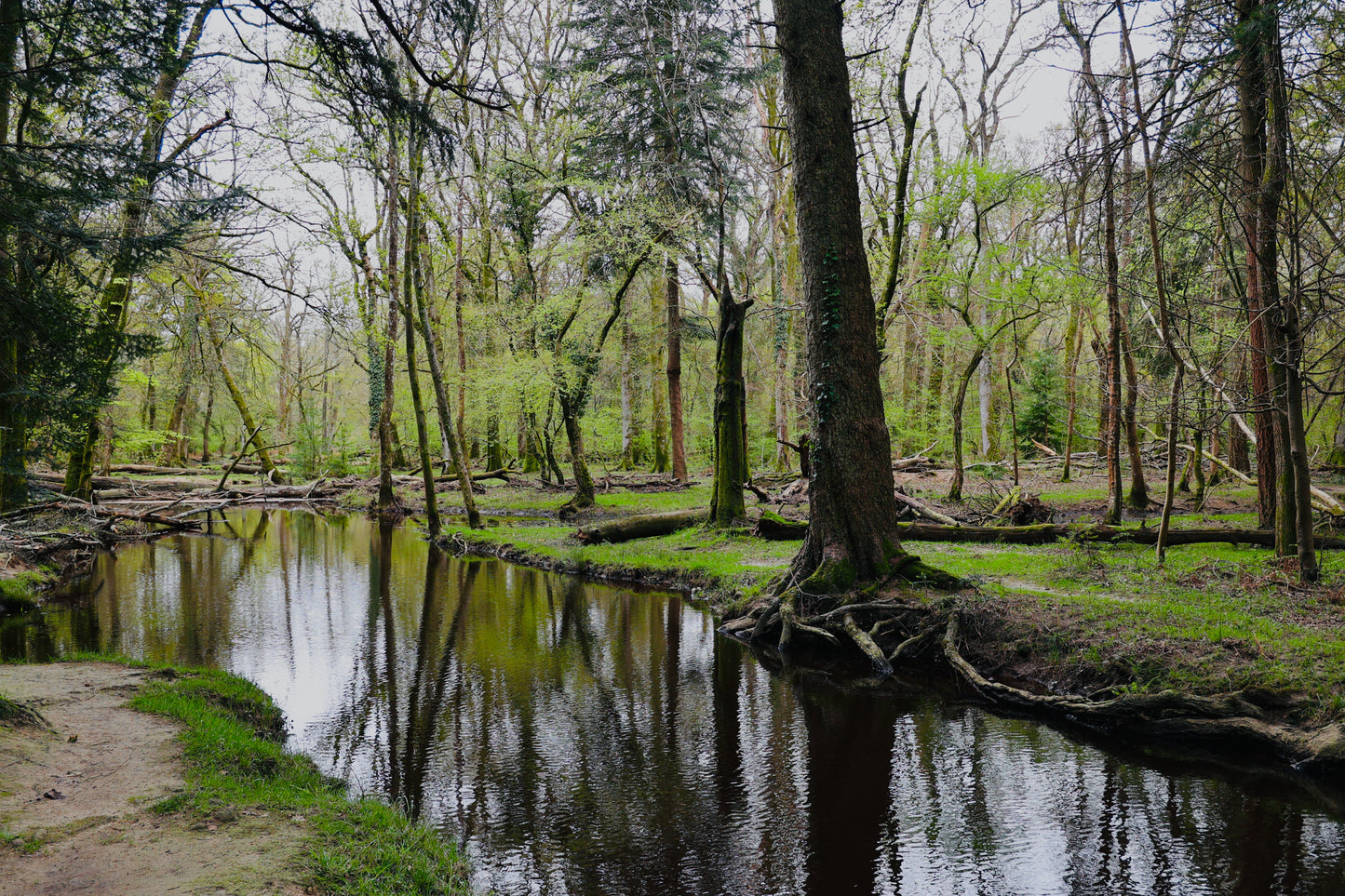 Antiquis Cogitationibus