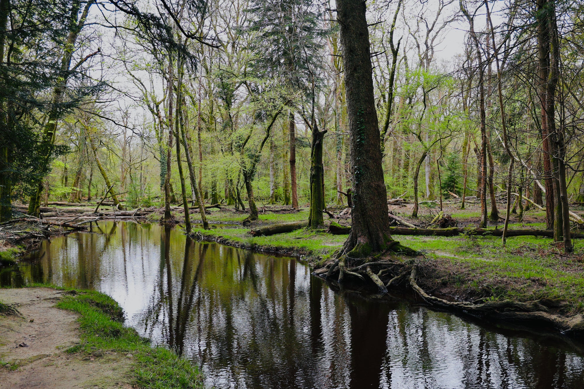 Antiquis Cogitationibus