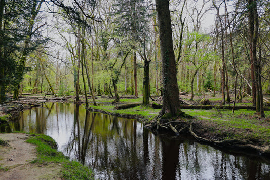 Antiquis Cogitationibus