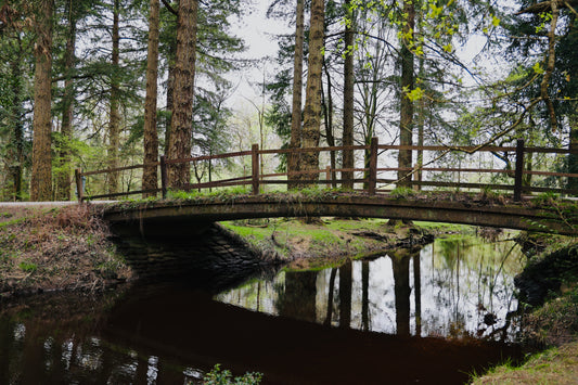 Silentium Transgressum